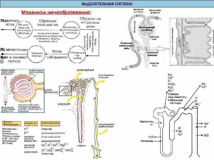 Физиология мочеобразования фильтрация реабсорбция. Этапы мочеобразования секреция. Схема мочеобразования фильтрация реабсорбция и секреция. Процесс мочеобразования в нефроне. Этапы фильтрации в нефроне