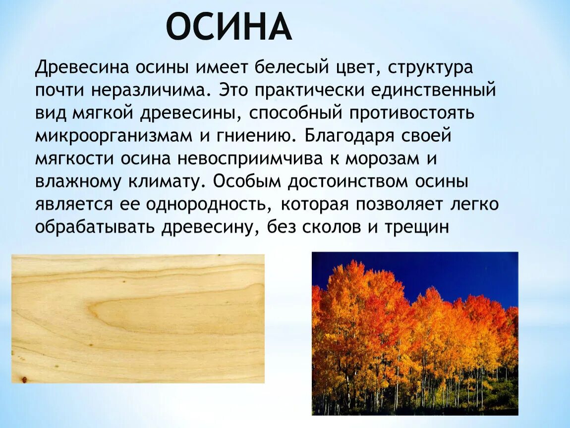 Осина дерево свойства древесины. Осина характеристика древесины. Осина качество древесины. Осина структура древесины. Осина тип дерева