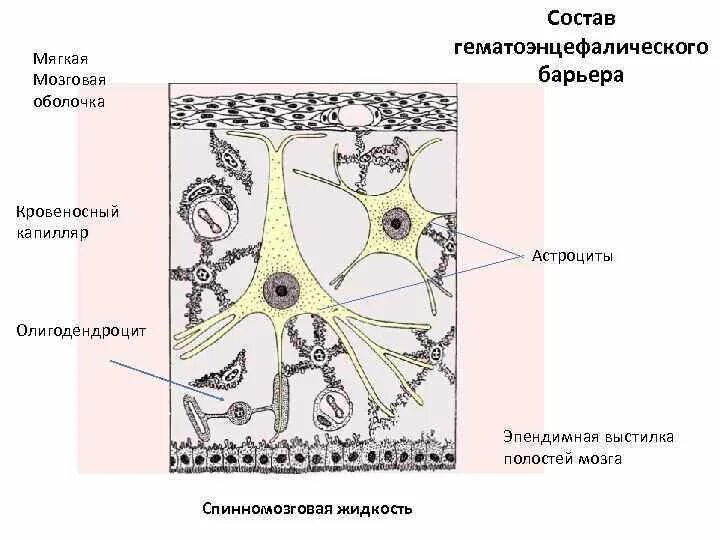 Барьеры гистология. Гематотимусный барьер строение. тимусный барьер гистология. гематотимусный барьер гистология. схема строения гемато-тимусного барьера.