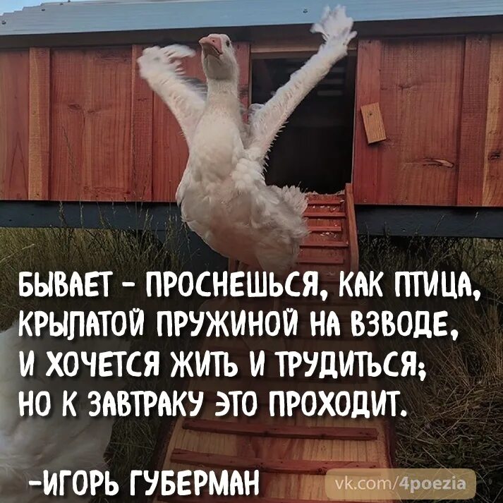 Стою в крылатой воде. Бывает проснешься как птица губерман. бывает проснешься как птица крылатой пружиной на взводе. бывает проснешься как птица крылатой губерман. губерман бывает проснешься как птица крылатой пружиной на взводе.