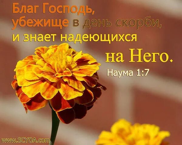 Благословение цитаты из библии. Христианские открытки с цитатами из библии. христианские открытки с поддержкой. христианские открытки с благодарностью господу. христианские открытки с утешением из библии.