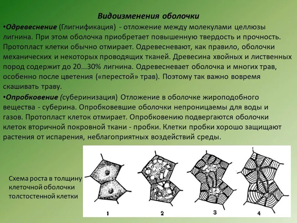 К образованию какой структуры приводит суберинизация