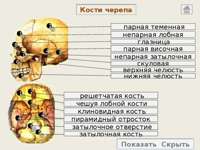 Парные и непарные кости черепа. Клиновидная кость парная или непарная. Парная и непарсные ксти. Парные кости черепа. Парной костью являются