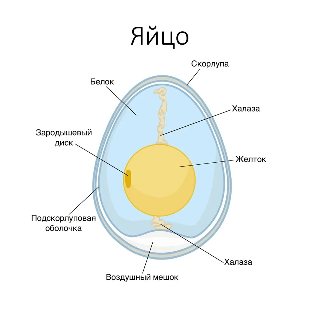 Строение подскорлуповой оболочки яйца птицы. Строение яйца птицы 7. Строение подскорлуповой оболочки яйца. Схема строения яйца птицы.