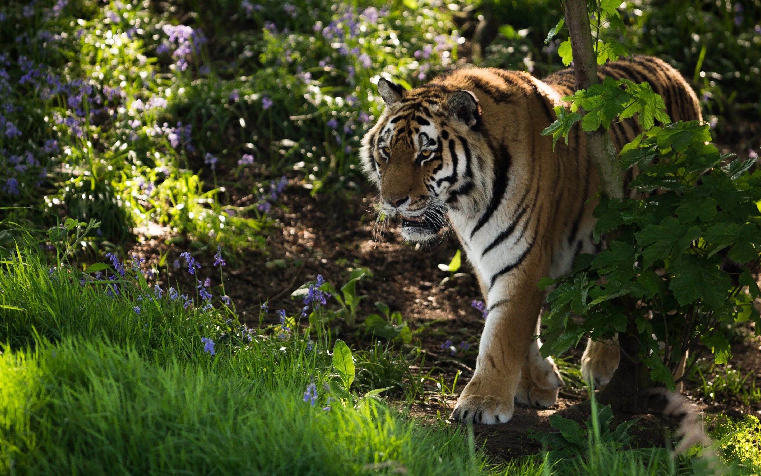 Tiger grass color