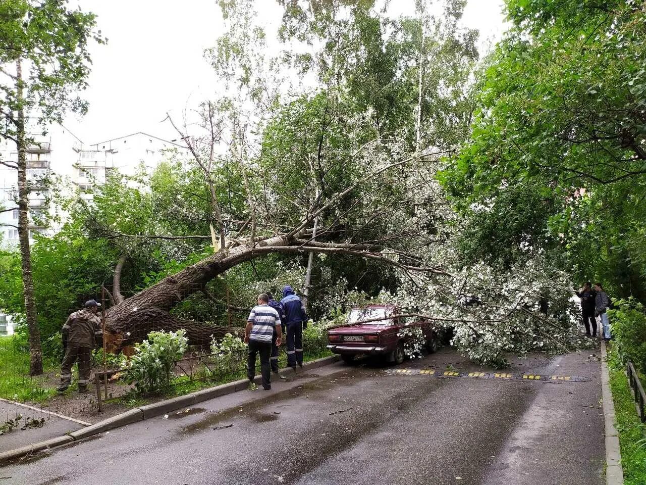 Поваленное дерево. Упавшее дерево. Поваленные деревья в городе. Ветер повалил деревья.