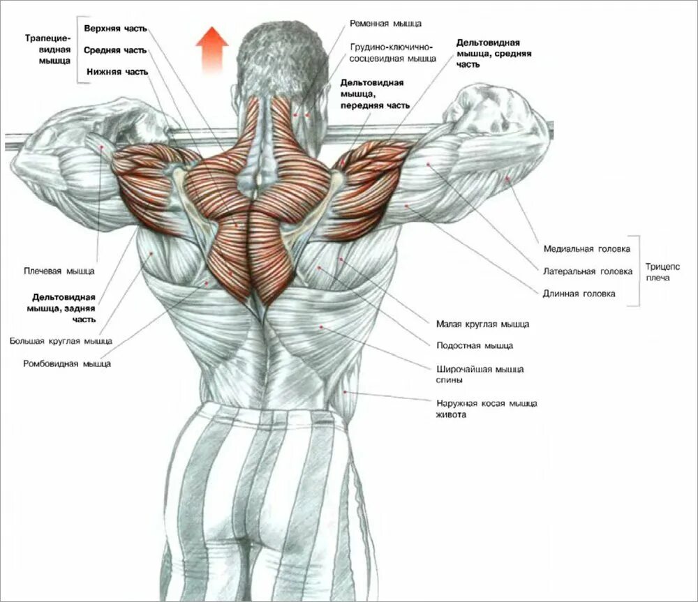 Передние пучки дельтовидных. Упражнения на плечи и трапецию. Трапеция мышца упражнения. Упражнения для дельтовидных мышц в тренажерном зале для мужчин. Как накачать дельтовидные мышцы.