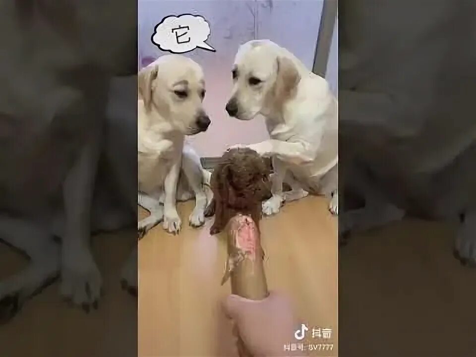 Не связывайтесь с щенком 1
