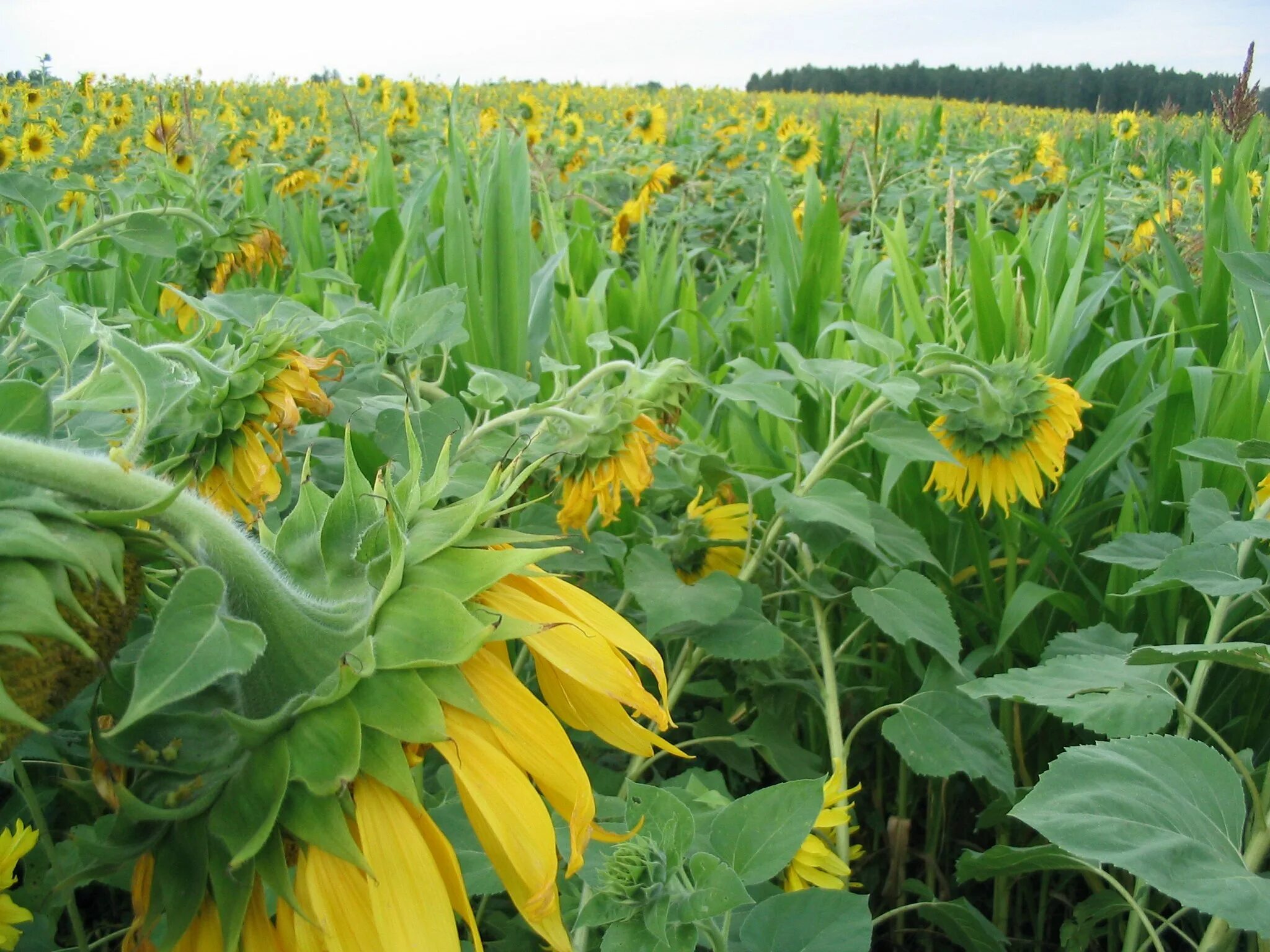 Helianthus annuus семена подсолнечника. Подсолнечник Бузулук. Початки стебли подсолнечника. Подсолнухи в огороде.