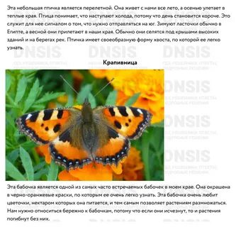 Какие отношения между пчелой и бабочкой крапивницей