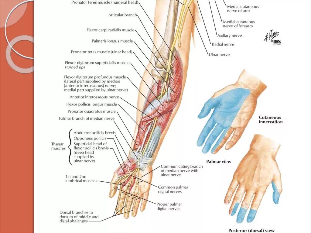 Глубокая и поверхностная ветвь лучевого нерва. Иннервация локтевого нерва на кисти. Иннервация локтевого и лучевого нерва. Sulcus ulnaris нерв.