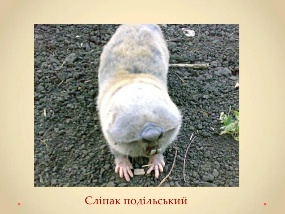 Слепыш 2. Крот слепыш обыкновенный. гигантский слепыш грызуны. обыкновенный слепыш (spalax microphthalmus). слепыш хомяк слепыш.