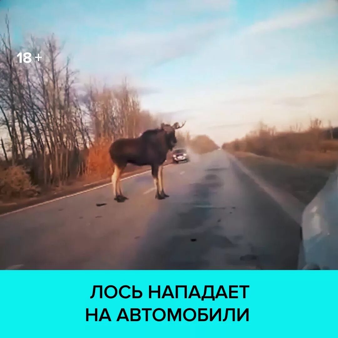 Лось нападает на машину. Лосиха на дороге.