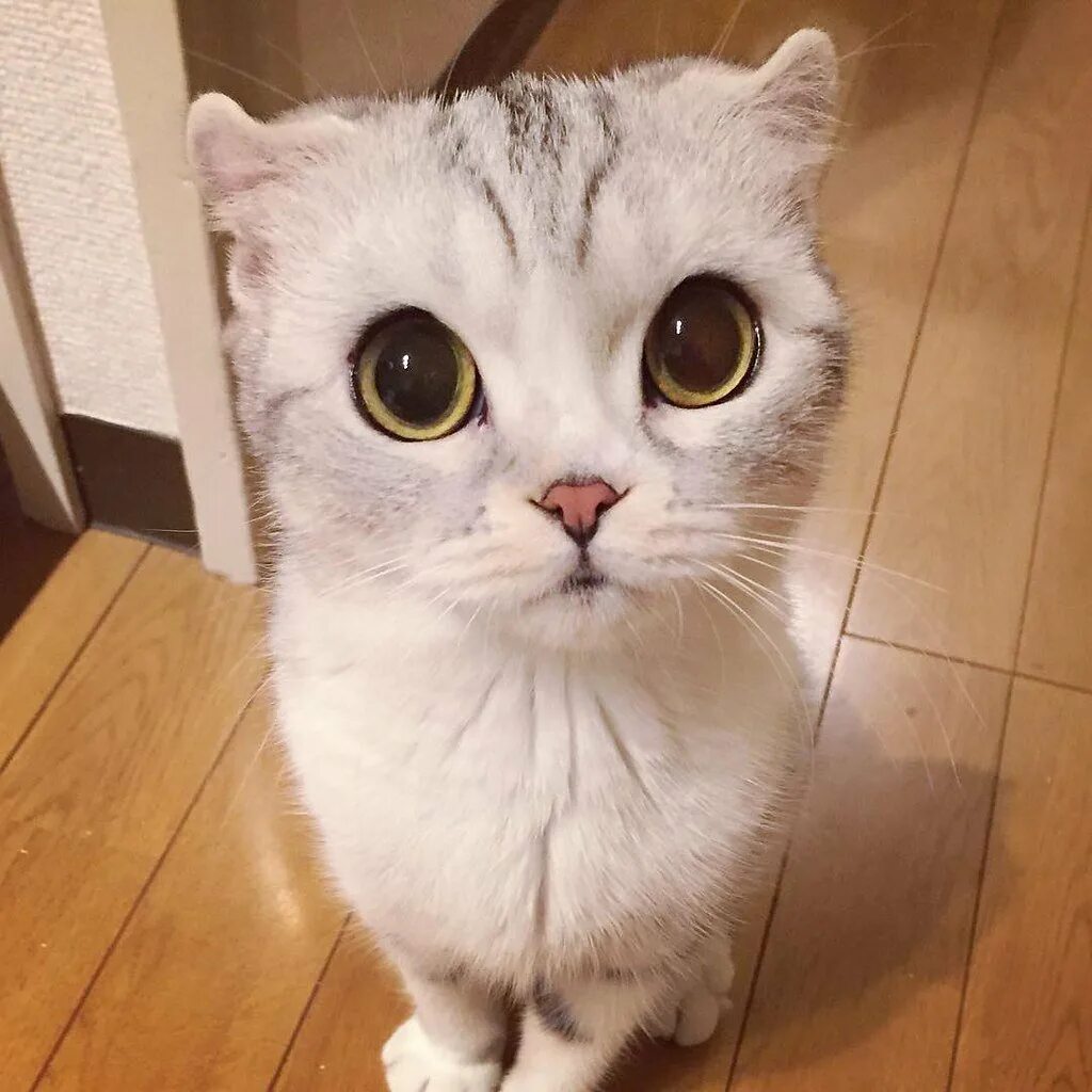 Кошка с милыми глазками. Кошка спольшими глазами. Котик с большими глазами. Милые коты. Большой милый кот.