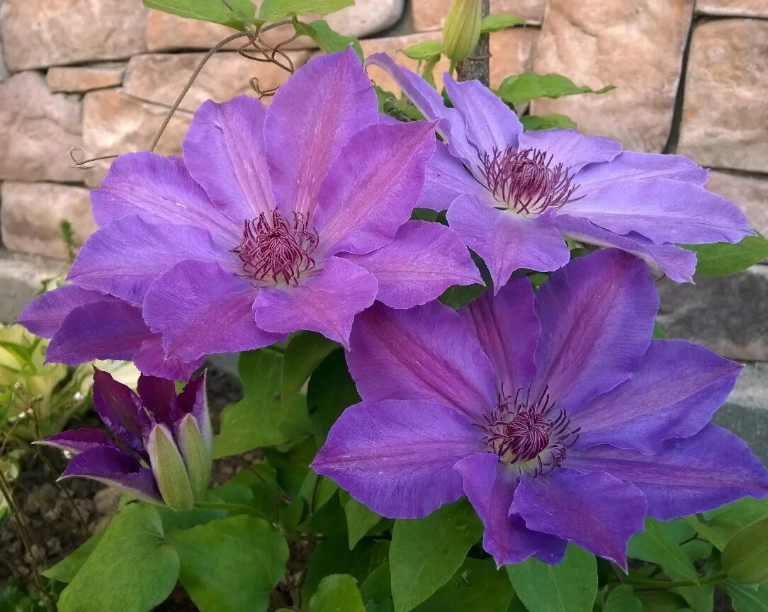 Клематис королева бона. Клематис baltyk. клематис (clematis baltyk). клематис гибридный балтик. клематис изидор.