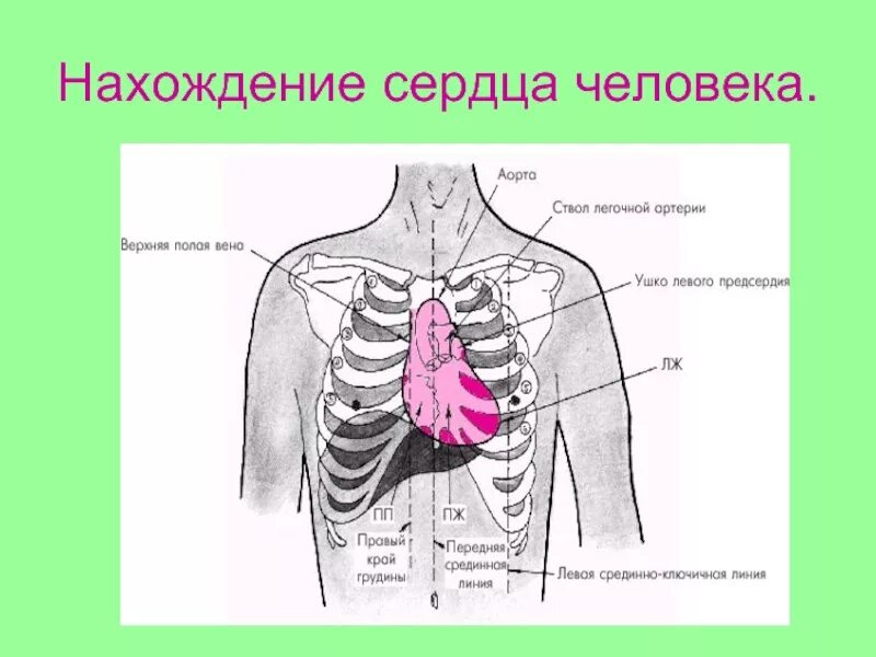 Дом где находится сердце. Расположение сердца у человека. Анатомическое расположение сердца в грудной клетке.