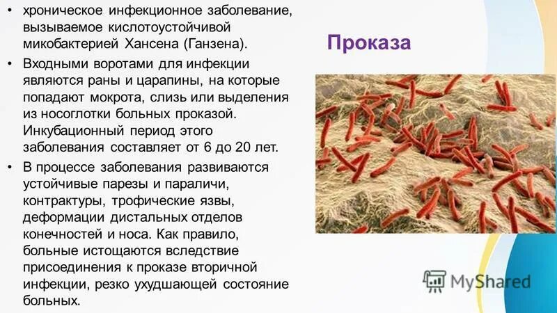 на какие группы делится род кислотоустойчивых микобактерий