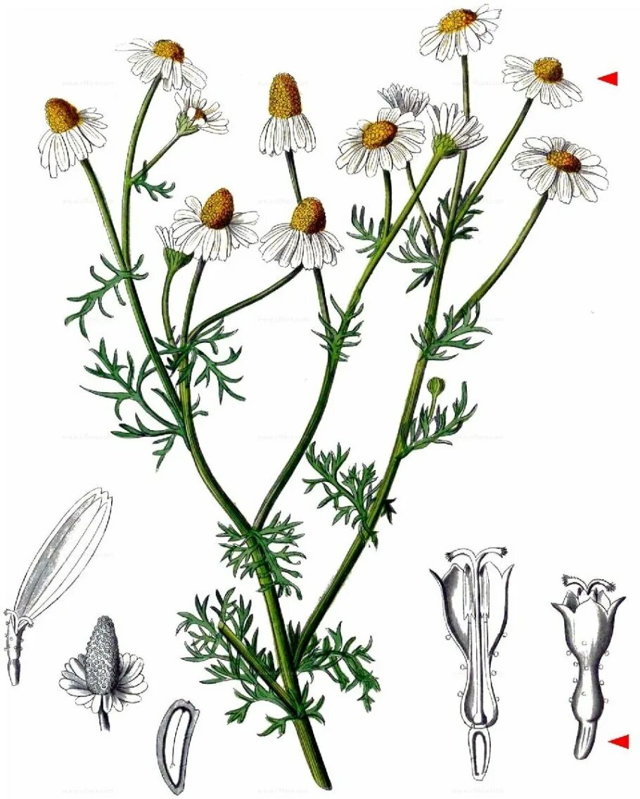 Matricaria Chamomilla. Ромашка Дикая Matricaria Chamomilla. Ромашка аптечная Фармакогнозия. Ромашка аптечная гербарий. Тип ромашки лекарственной