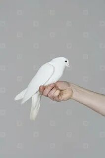 Маленький белый голубь