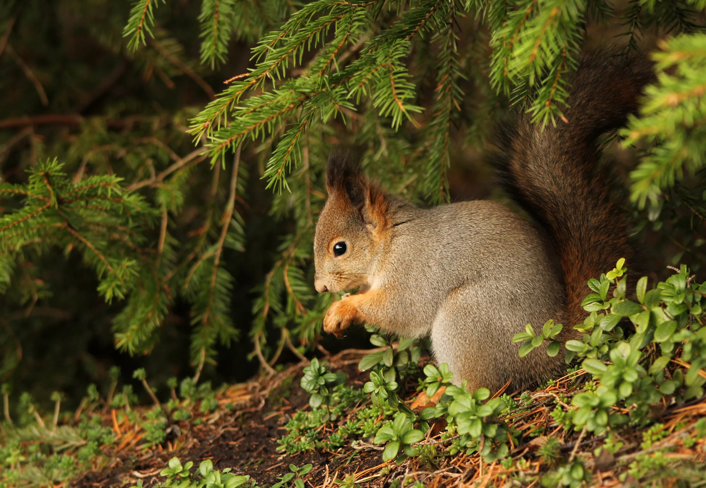 белка на ветке. еловый лес животные. Arctic ground squirrel. белка. хвойные грызуны.