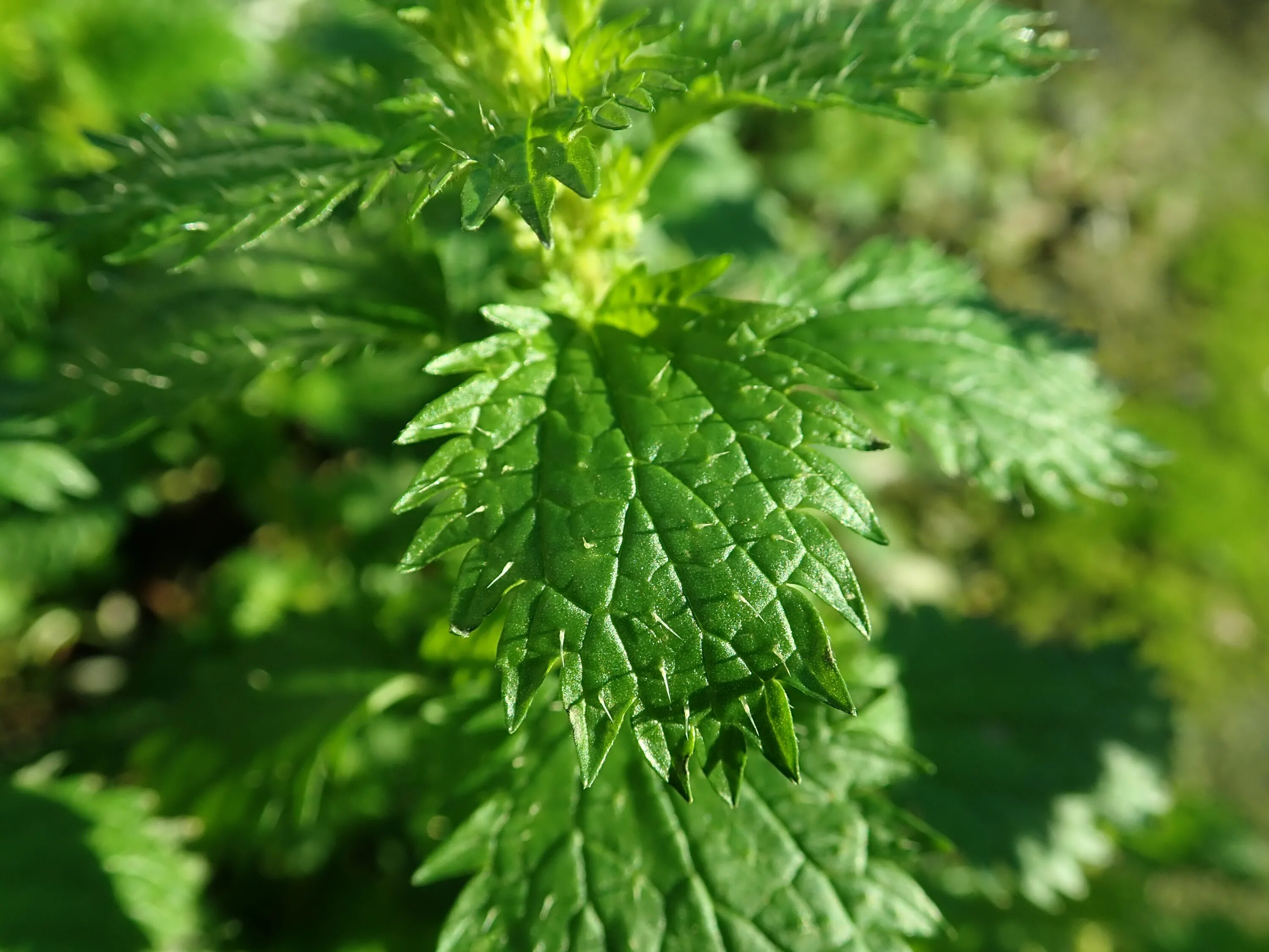 10 крапива. Urtica urens. Крапива жгучая. Самая жгучая крапива. Крапива жгучая эллиптические листья.