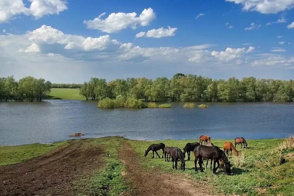 Родной край омская область. Река тарбуга. Родной край омск. Родной край омск. Природа нашей родины.