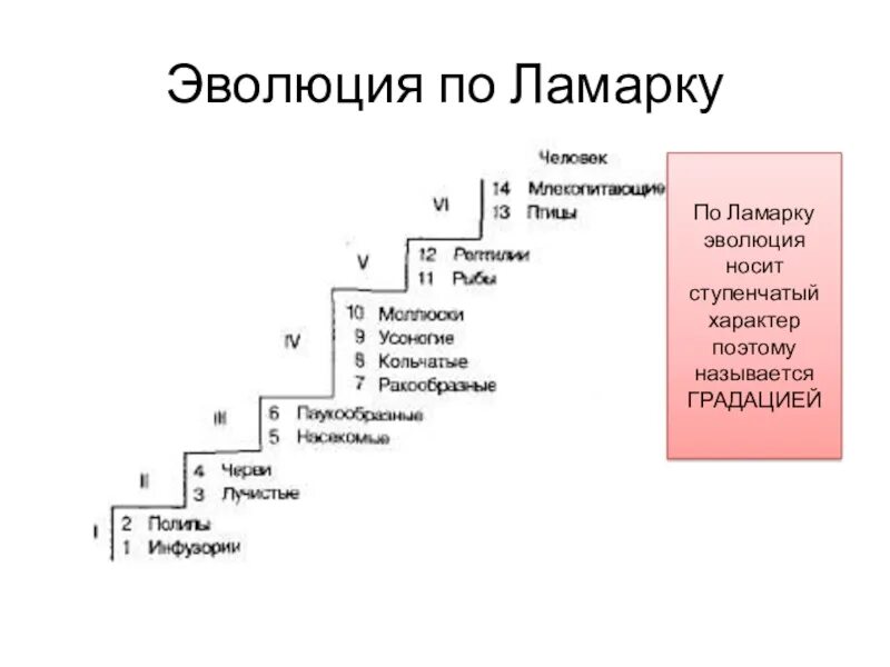 2 эволюционная теория ламарка. Классификация по Ламарку. Классификация животных по Ламарку. Систематика по Ламарку. Лестница существ по Ламарку.