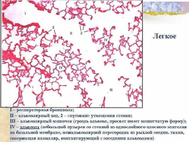 Бронхиолы гистология. Терминальные бронхиолы строение. гистология легкое респираторная бронхиола. эпителий терминальной бронхиолы. стенка терминальной бронхиолы.