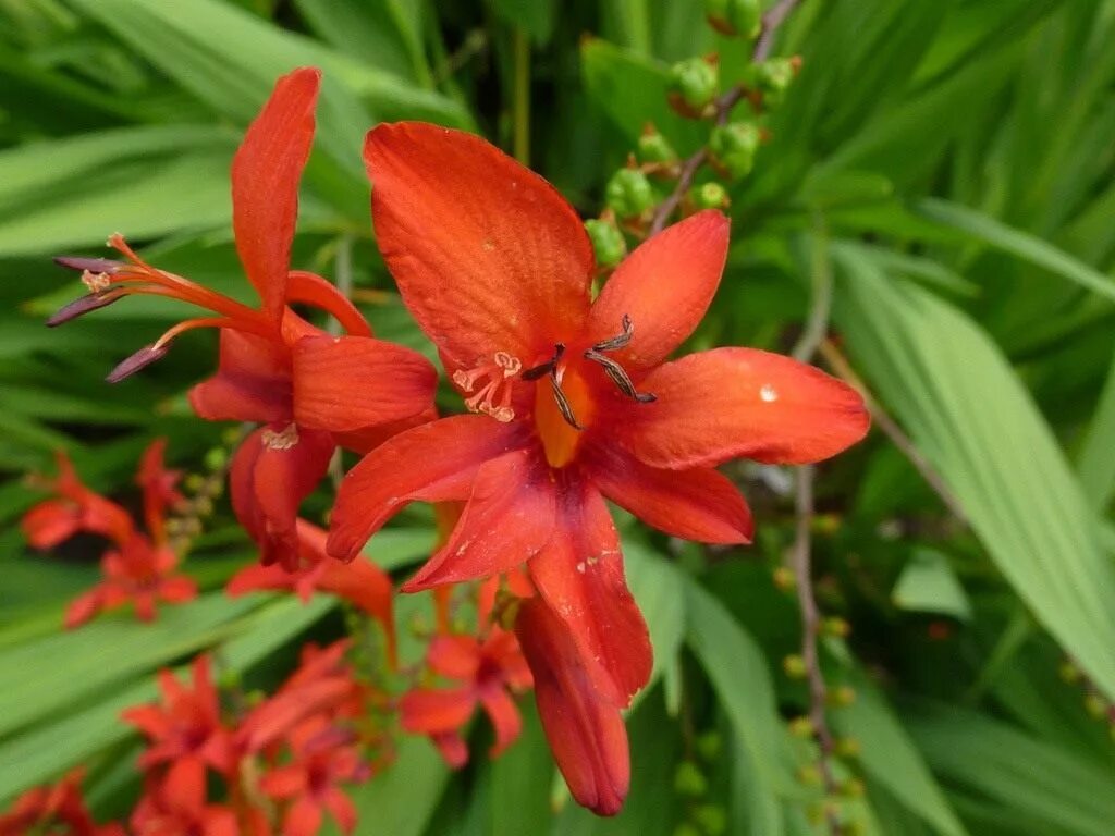Крокосмия (crocosmia). Китайский гладиолус. Монтбреция (крокосмия) - японский гладиолус. Гладиолус редженси. Китайский гладиолус монтбреция.