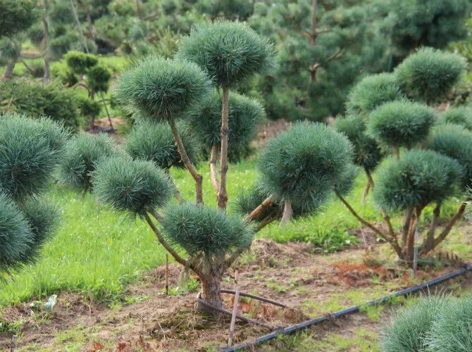 Сосна шарами. Кедровая сосна ниваки. Можжевельник казацкий ниваки. Pinus nigra ниваки. Сосна Горная Ватерери.