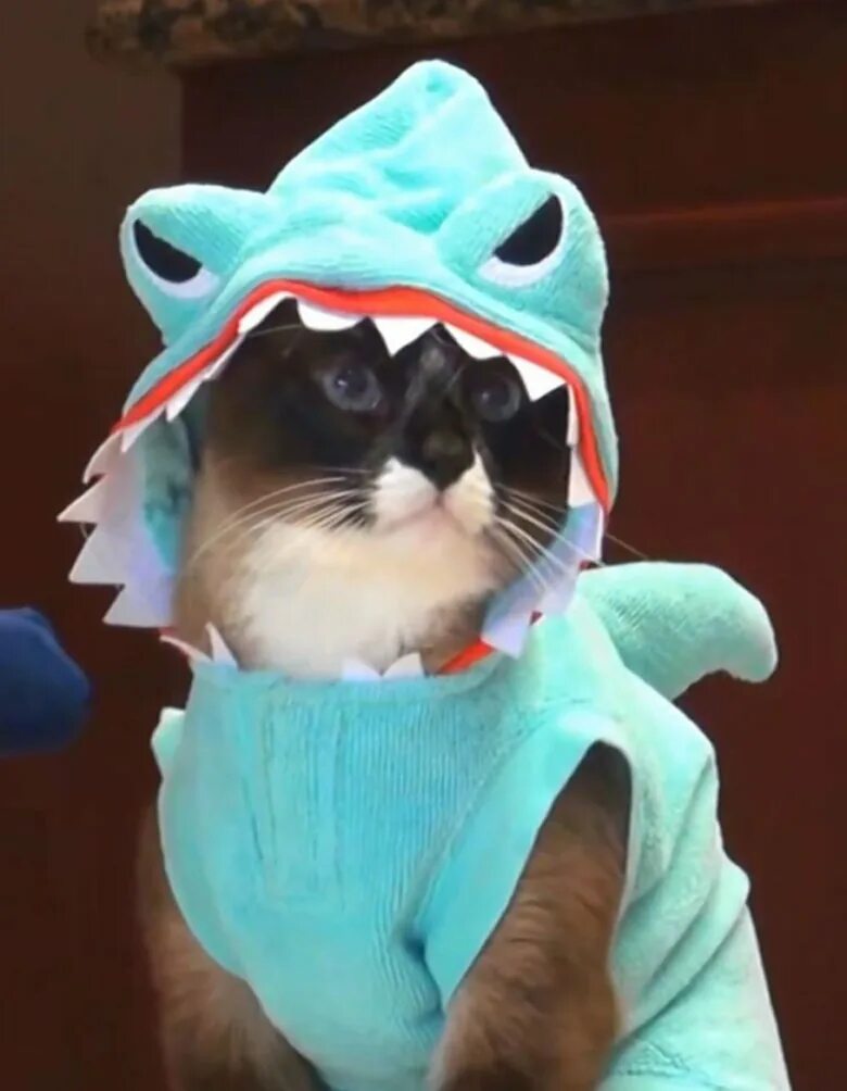 Котиков в костюме акулы. Кот акула. кошка в костюме акулы. милый котик в костюме акулы. котик в костюме лягушки.