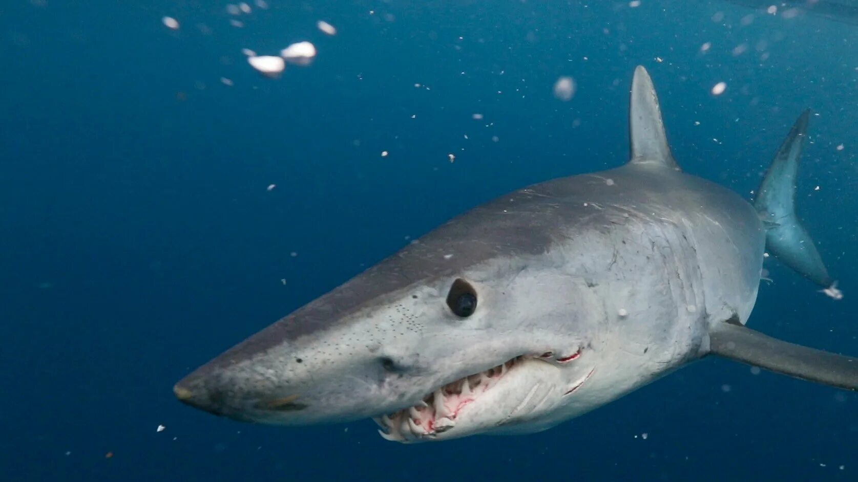 Опасна ли акула мако. Акула мако. Тихоокеанская сельдевая акула. Серо голубая акула мако. Атлантическая сельдевая акула.