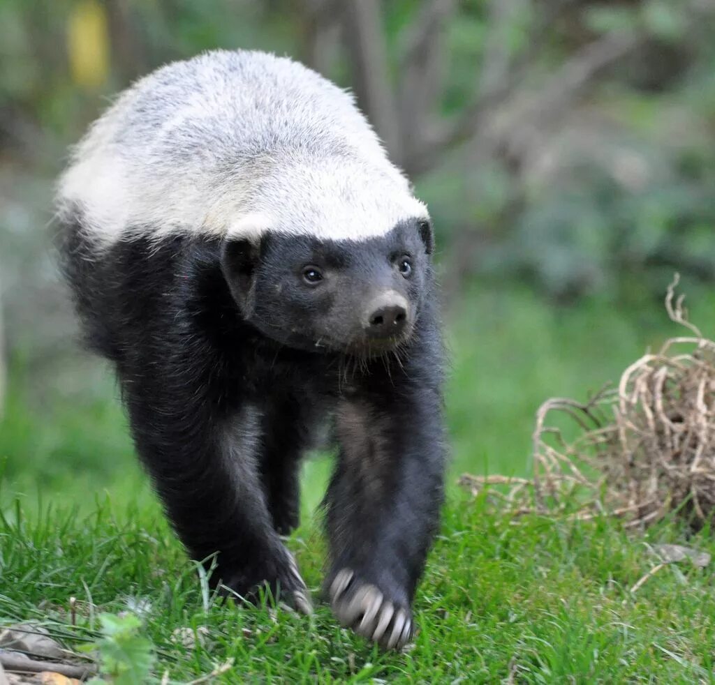 Барсук Росомаха медоед. Африканский барсук медоед. Медоед Honey Badger. Соболь медоед. Медоед живет