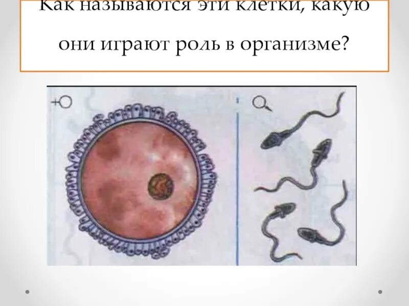 Название женской половой клетки. Яйцеклетка. Половые клетки название. Соматические и половые клетки деление клеток. Разнообразие клеток человека яйцеклетка.