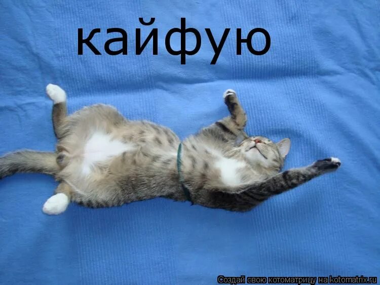 Видео а я кайфую мне по барабану. Кайфую. кот лежит кайфует. кайфуем картинки. кайфуем надпись.
