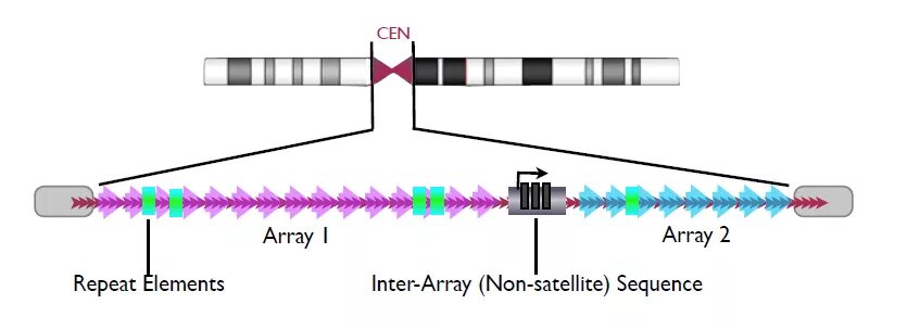 Array repeat. Grch38 референсный геном. альфа сателлитная и альфоидная днк тип. сателлит днк ҳақида. repeat element.