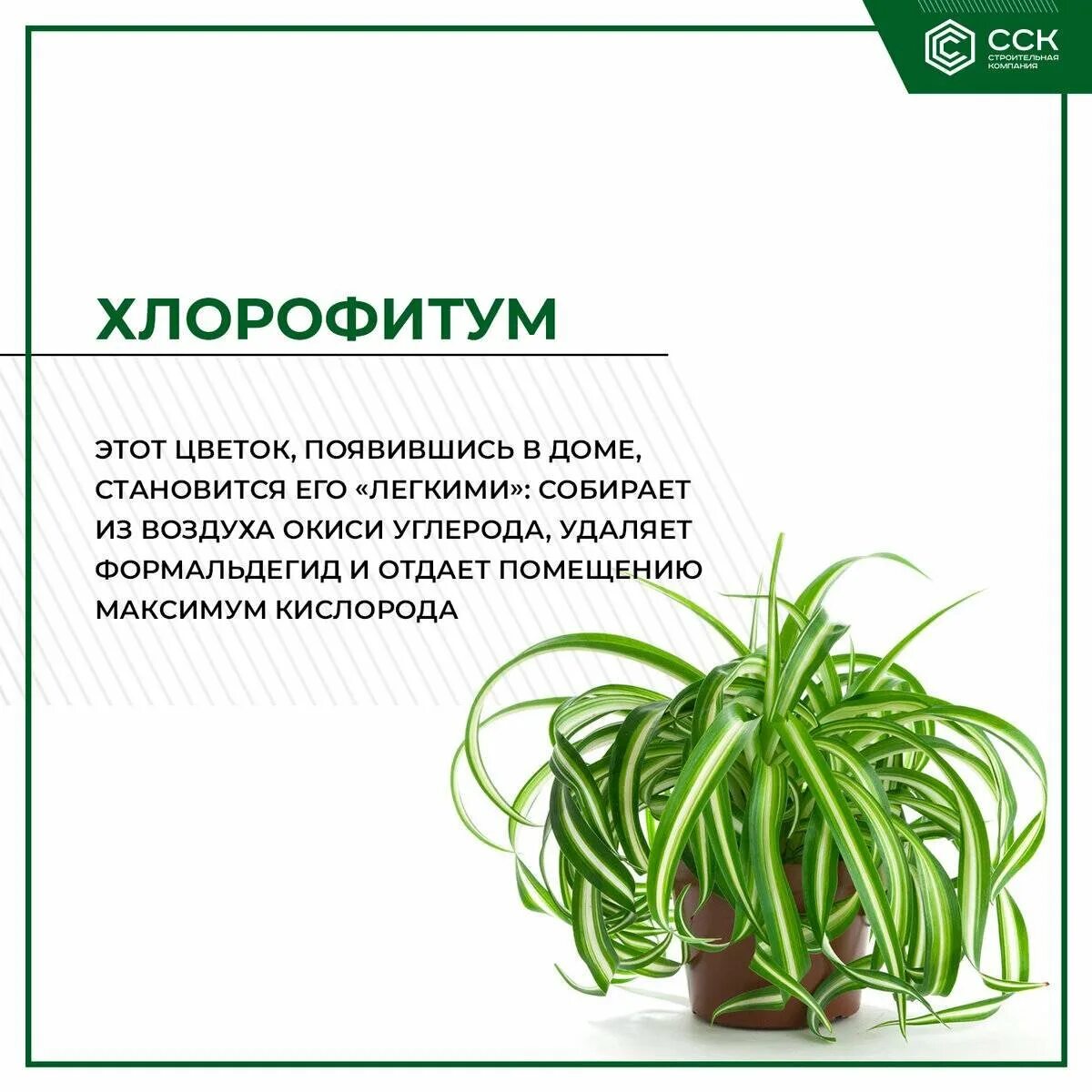 Строение хлорофитума