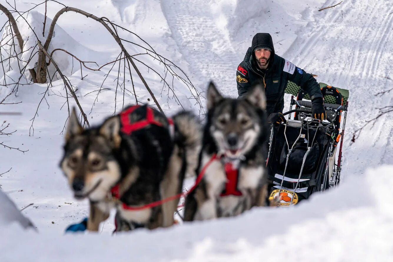Владелец собачьей упряжки. Iditarod trail sled dog race. айдитарод 2025 гонка на собачьих упряжках. собачьи упряжки аляска. айдитарод 2025 год.