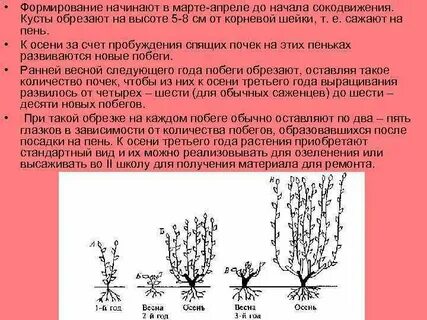 Когда начинается сокодвижение