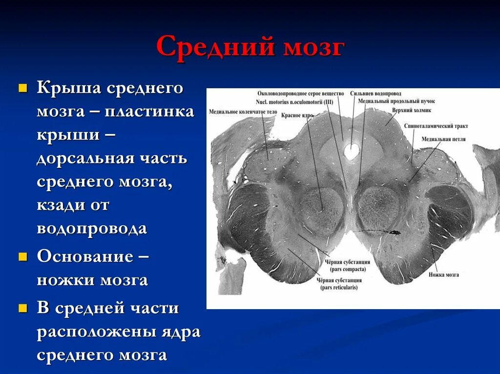Крыша среднего мозга