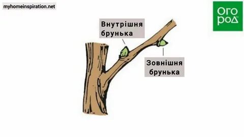 Правильная обрезка веток