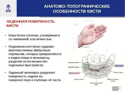 Характеристика подкожной клетчатки