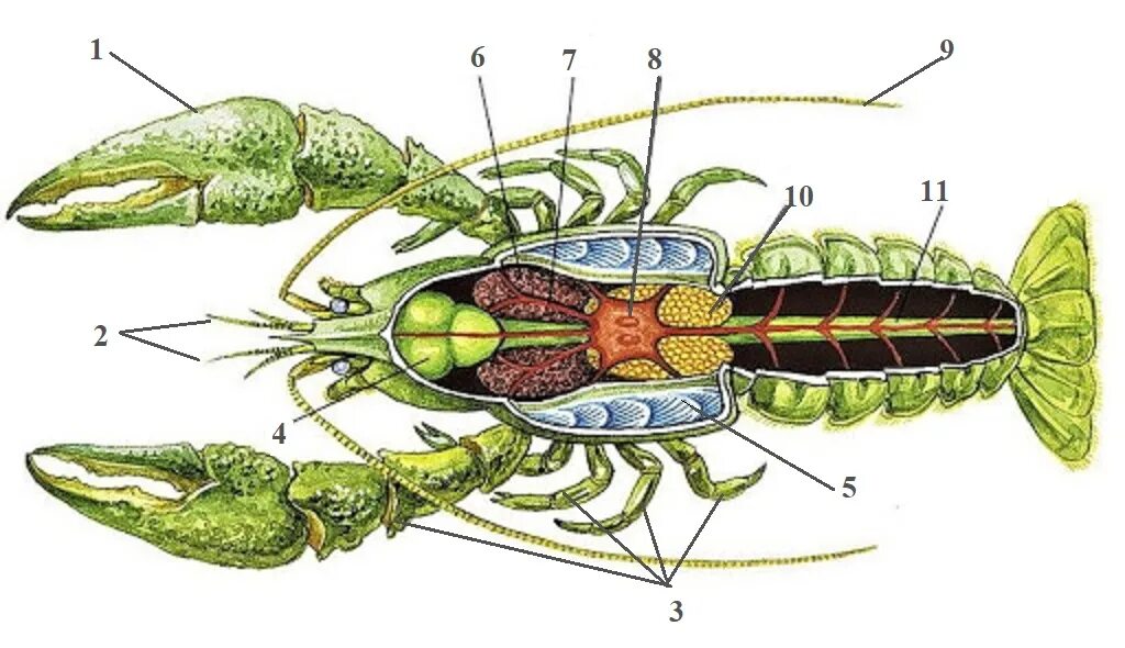 Класс ракообразные. Речной рак.внутреннее строение. Биология Членистоногие ракообразные. Внутреннее срорение ра ка речноггоо. Строение речного краба. Речной рак состоит из