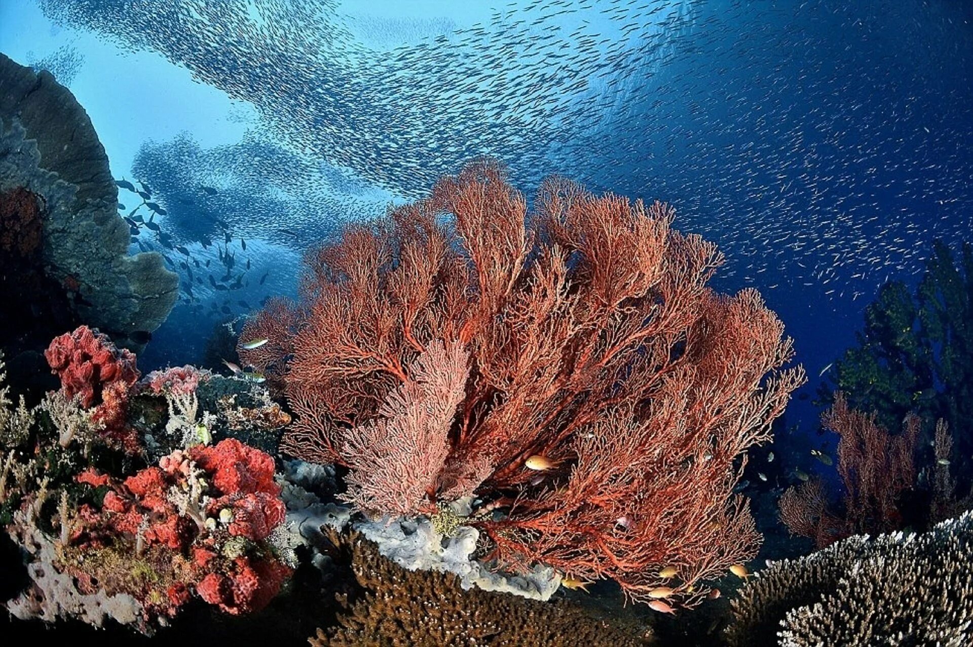 Самые большие водоросли. Раджа Ампат кораллы. Большой Барьерный риф коралловые полипы. Индонезия коралловые рифы. Коралловый риф Раджа-Ампат.