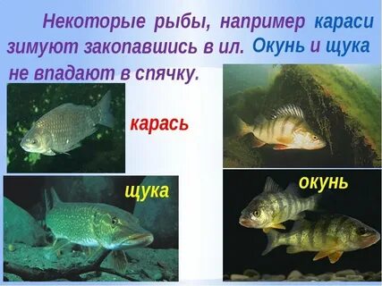 Рыбы не живут