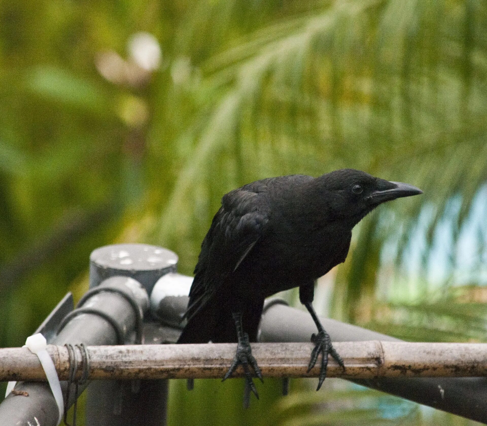Черная птичка на Кайо Коко. Маленькая черная птица с длинным клювом. Черная длинная птица с длинным клювом.
