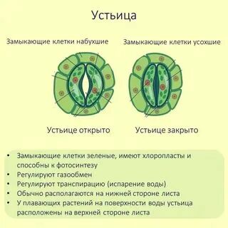На какой стороне находится устьица у растений