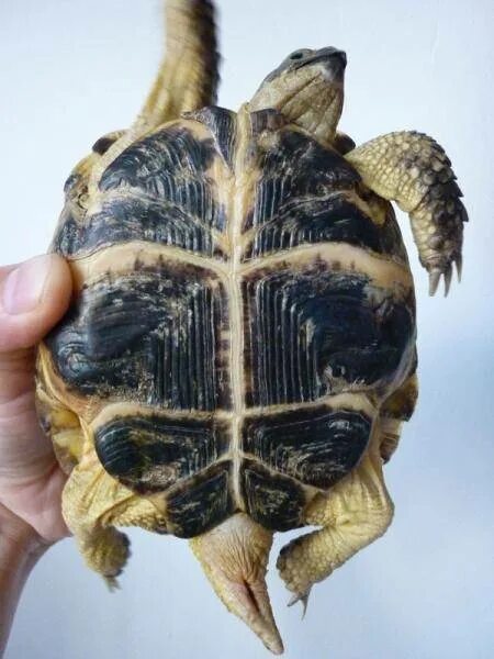 Как отличить черепаху мальчика от черепахи девочки. Пол красноухой черепахи. Среднеазиатская черепаха самец. Сухопутная среднеазиатской черепаха пол. Среднеазиатская черепаха пол.