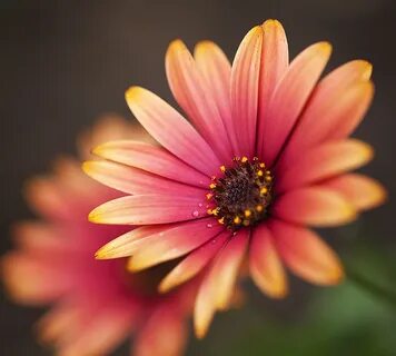 But flowers