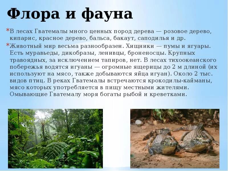 Грузия животные и растения. Фауна это простыми словами. Фауна это простыми словами. Фауна это определение. Фауна это в биологии.